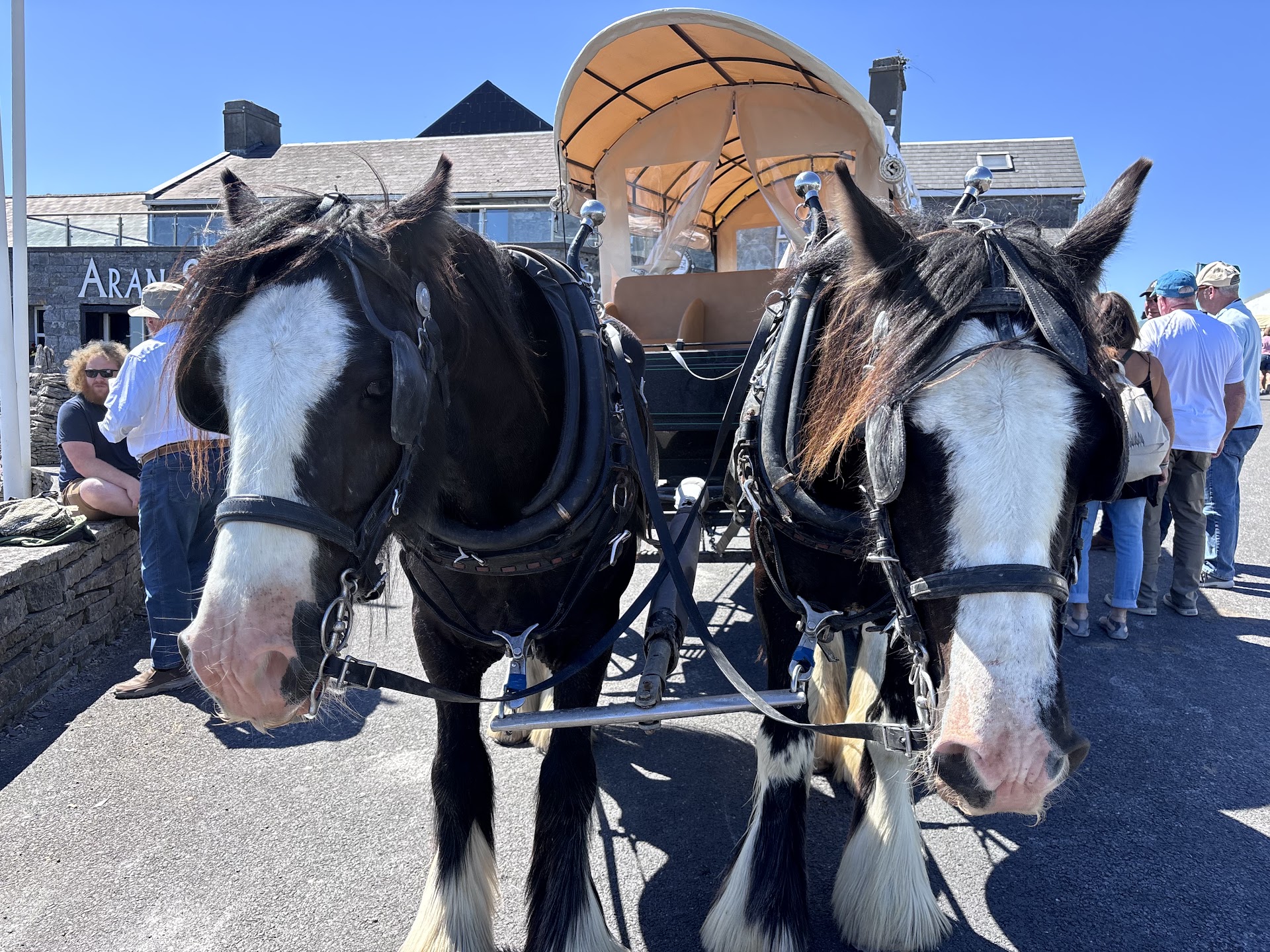 Hernon Carriage Tours
