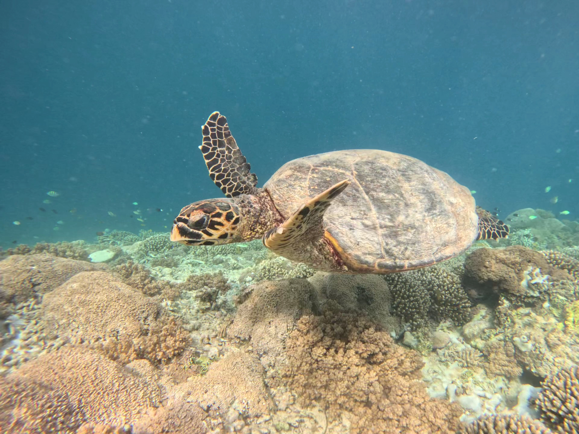 Gili Snorkling " CHANTIKA MENO " Boat Trip