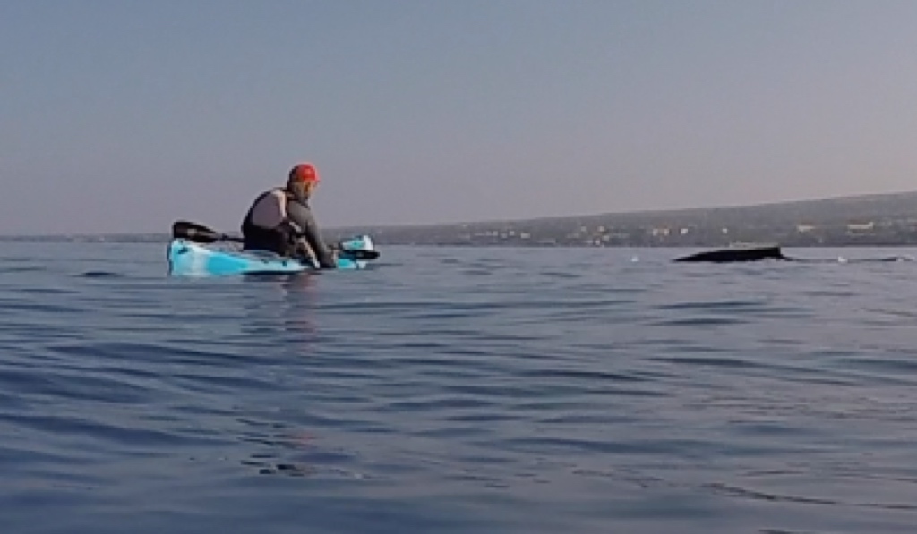 Maui Kayaks