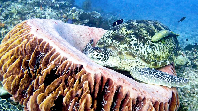 Snorkeling gili