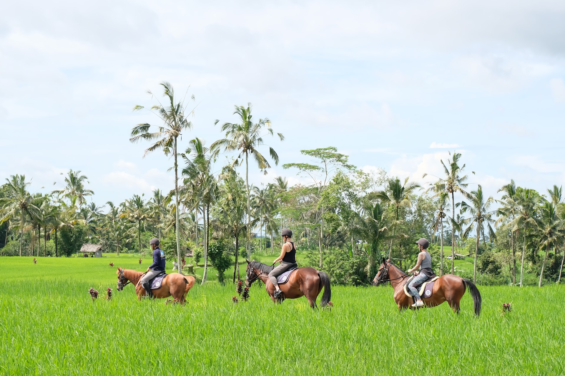 Ubud Horse Stables