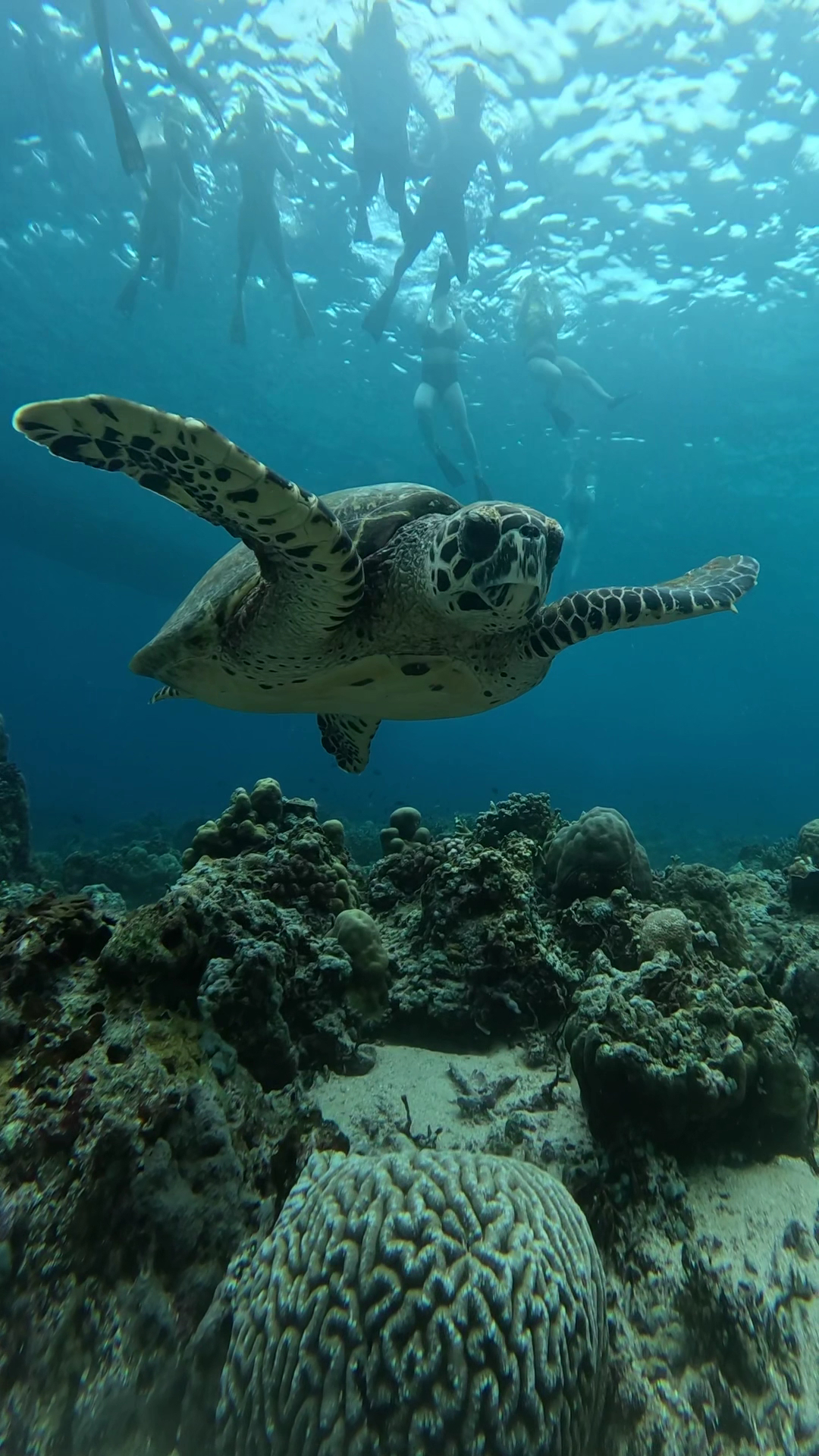Snorkel