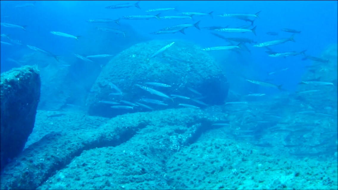 Pro dive