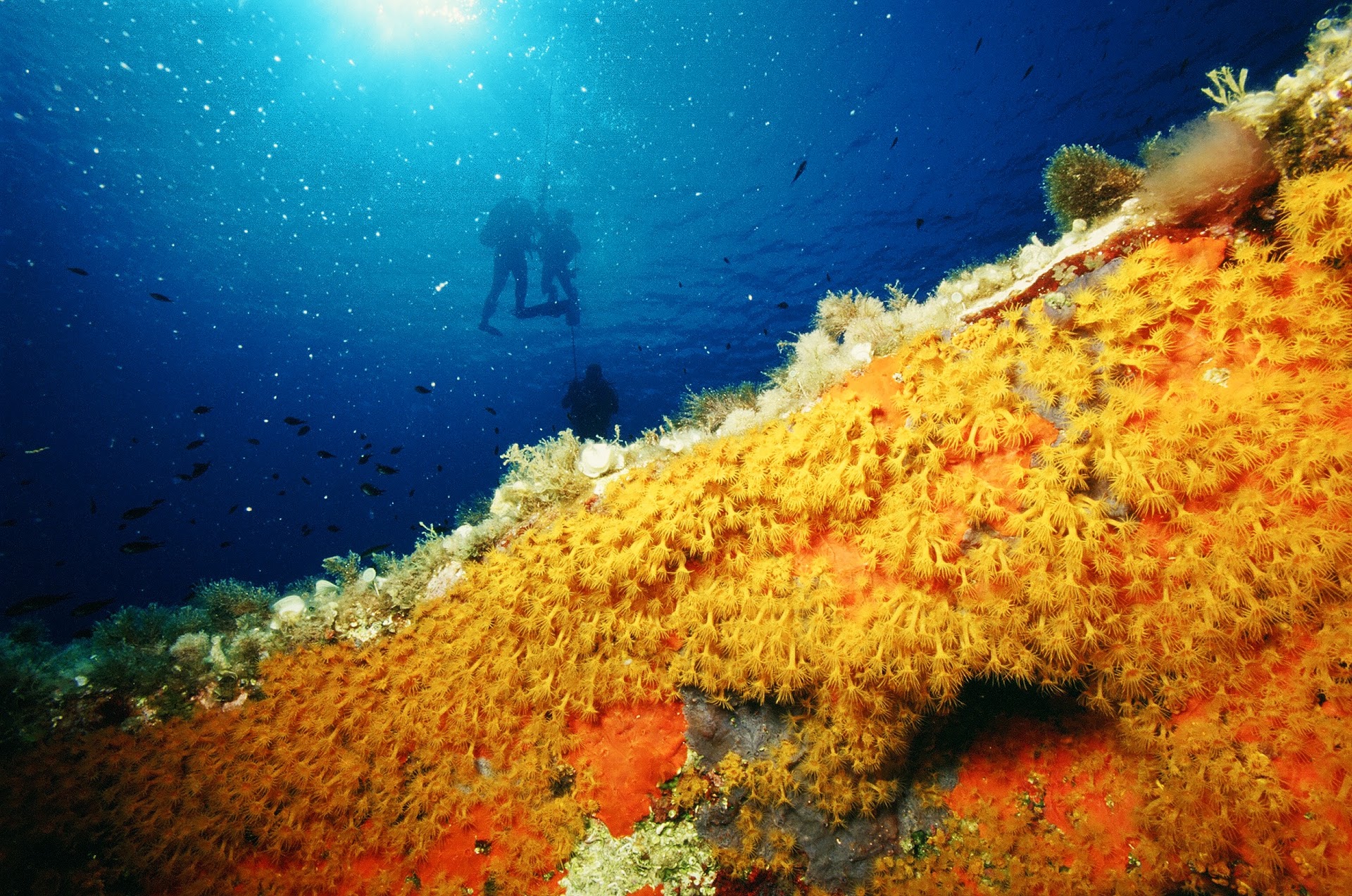 Centro Immersioni Sardegna Srl