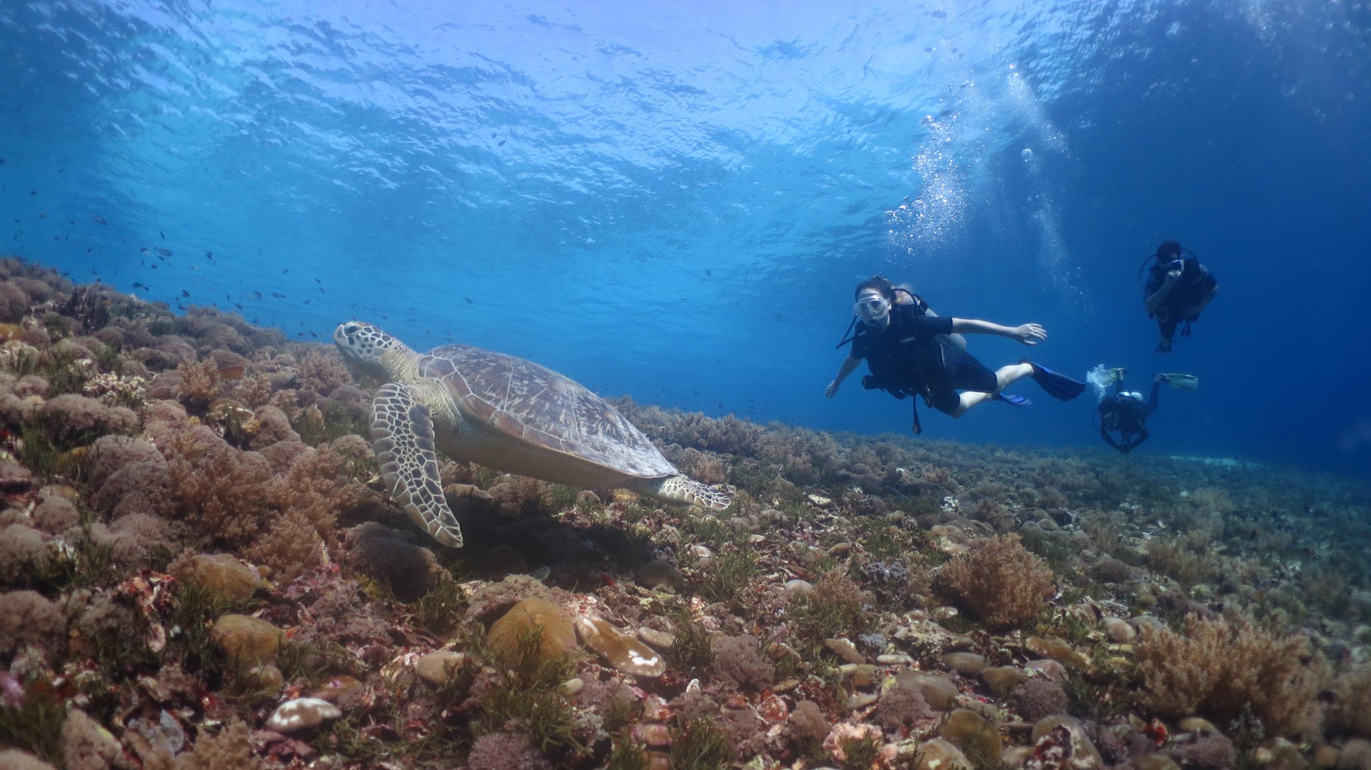 Sea Queen Dive Center