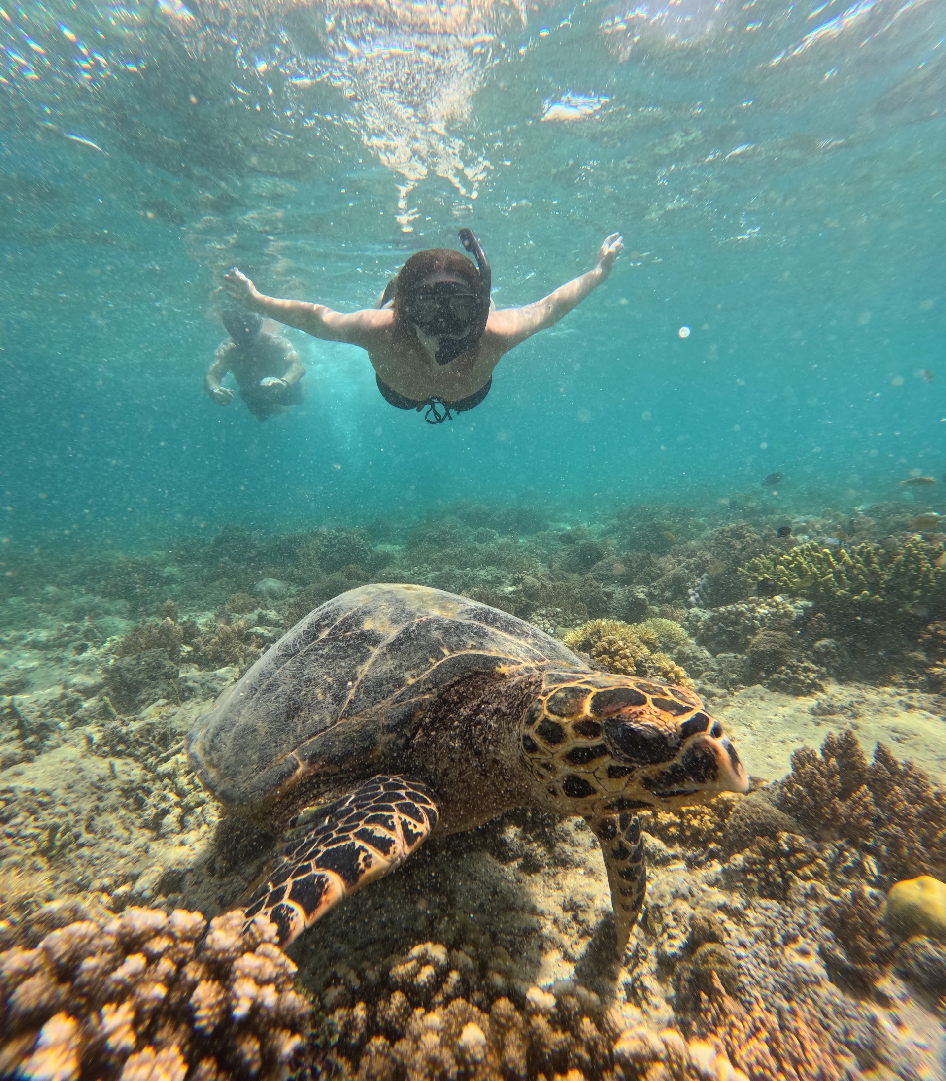 Snorkeling Trip gili trawangan one.