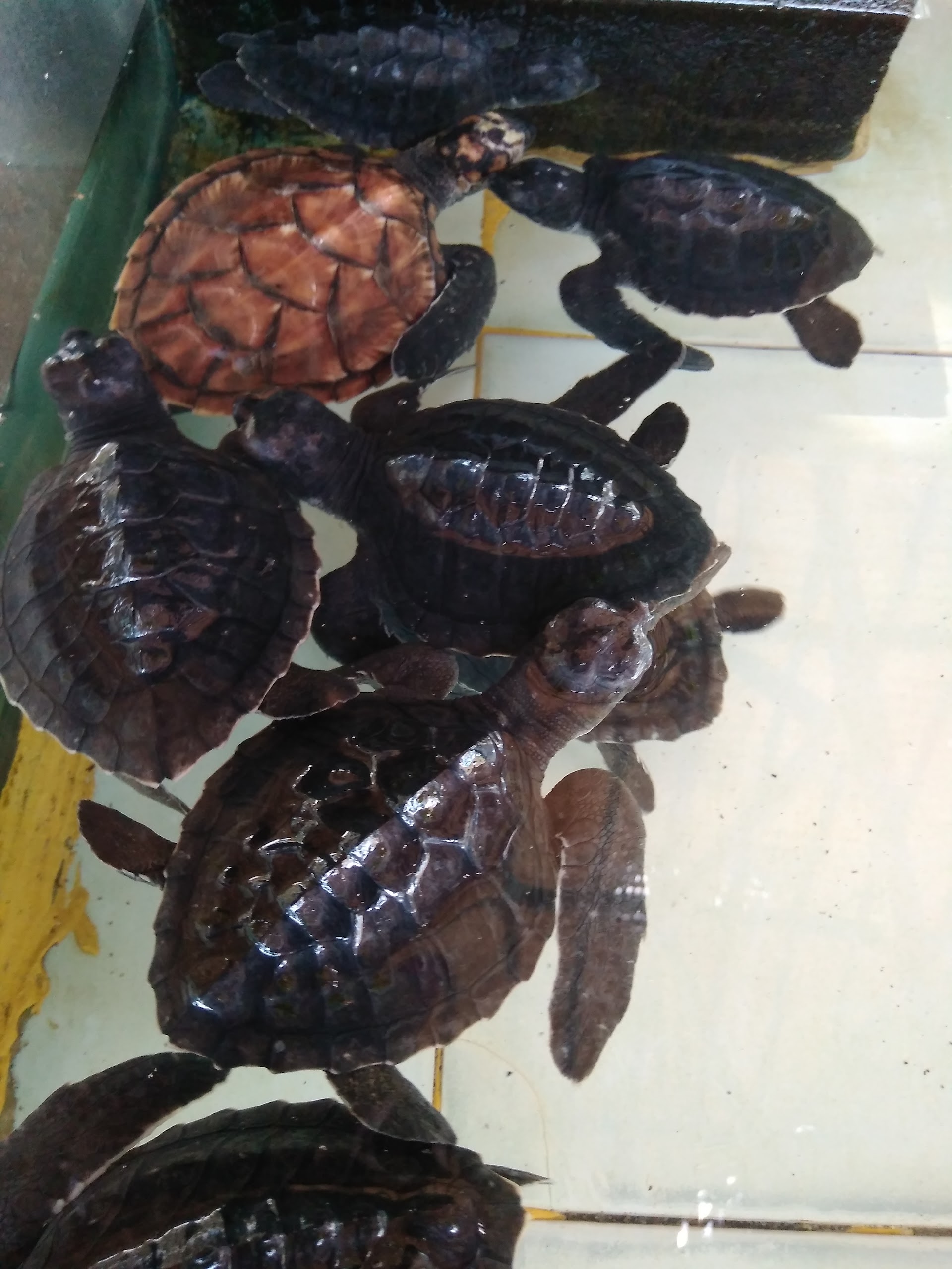 turtle conservation gili trawangan