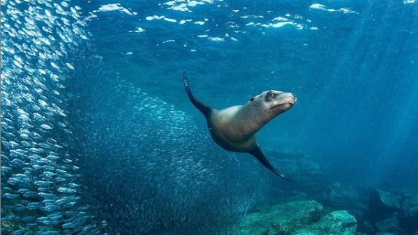 Buceo Carey