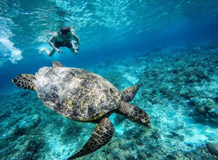 Gili North Tour & Travel