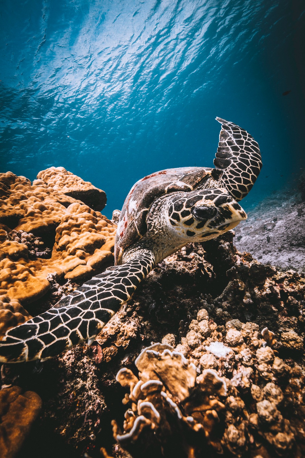 DPM Diving Gili Air