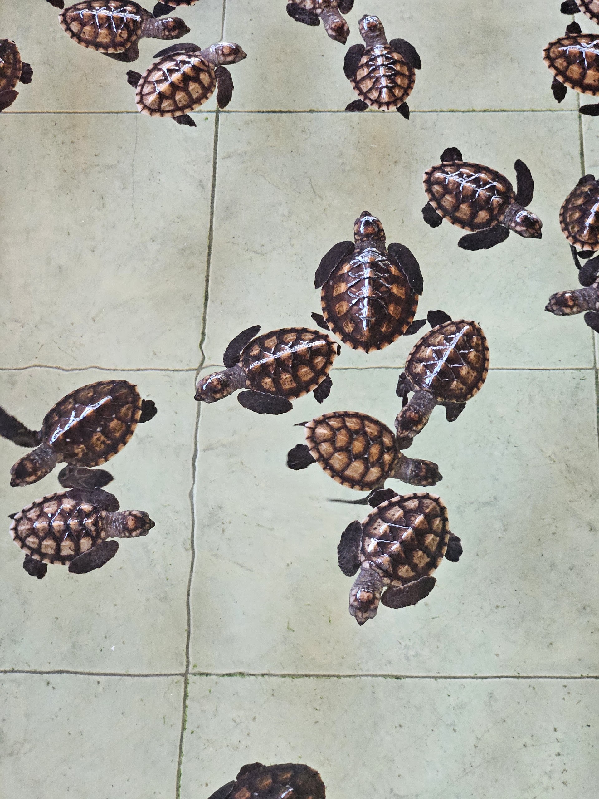 Refuge pour bébé tortue