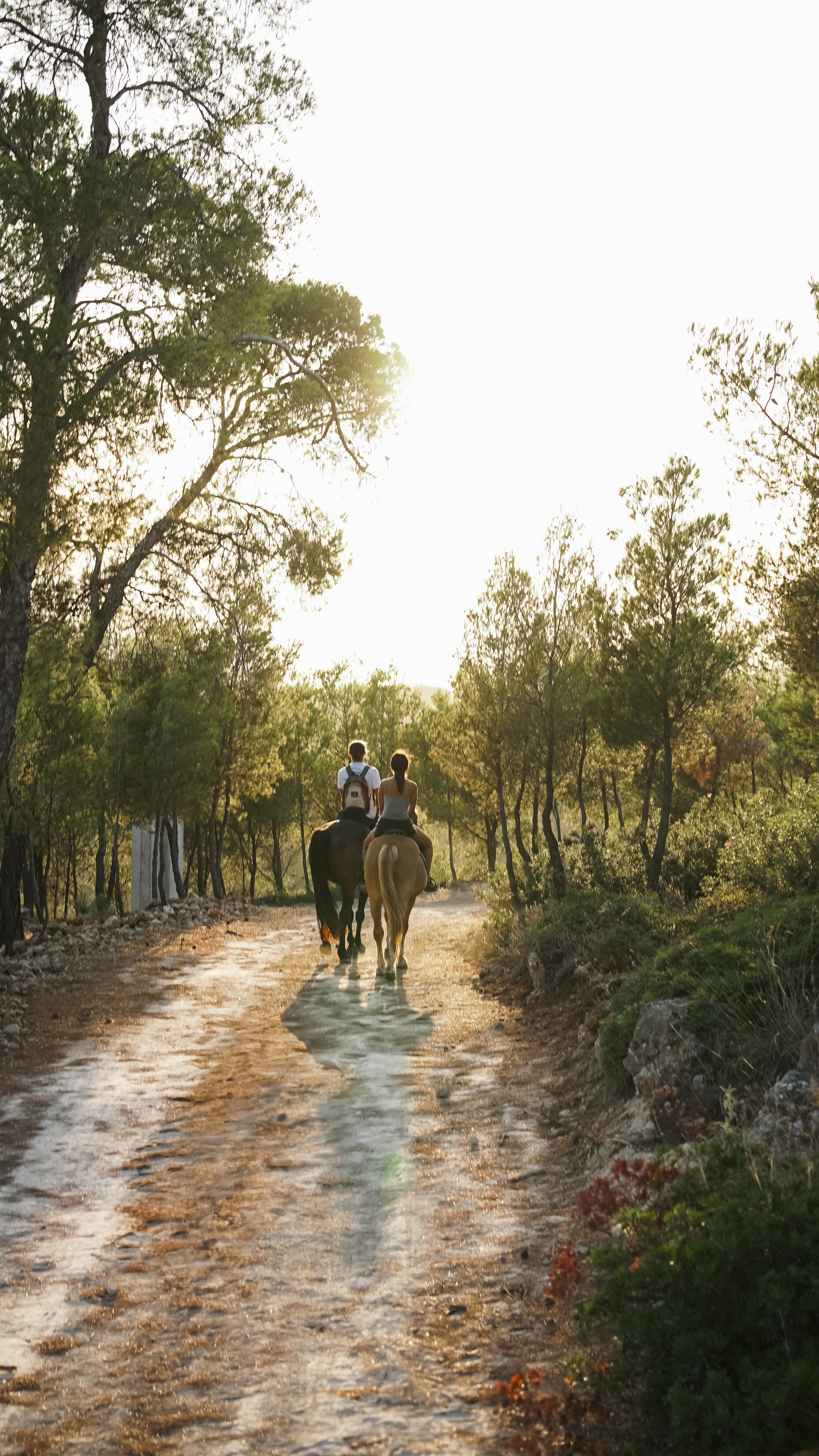 Greg's Spetses Horses
