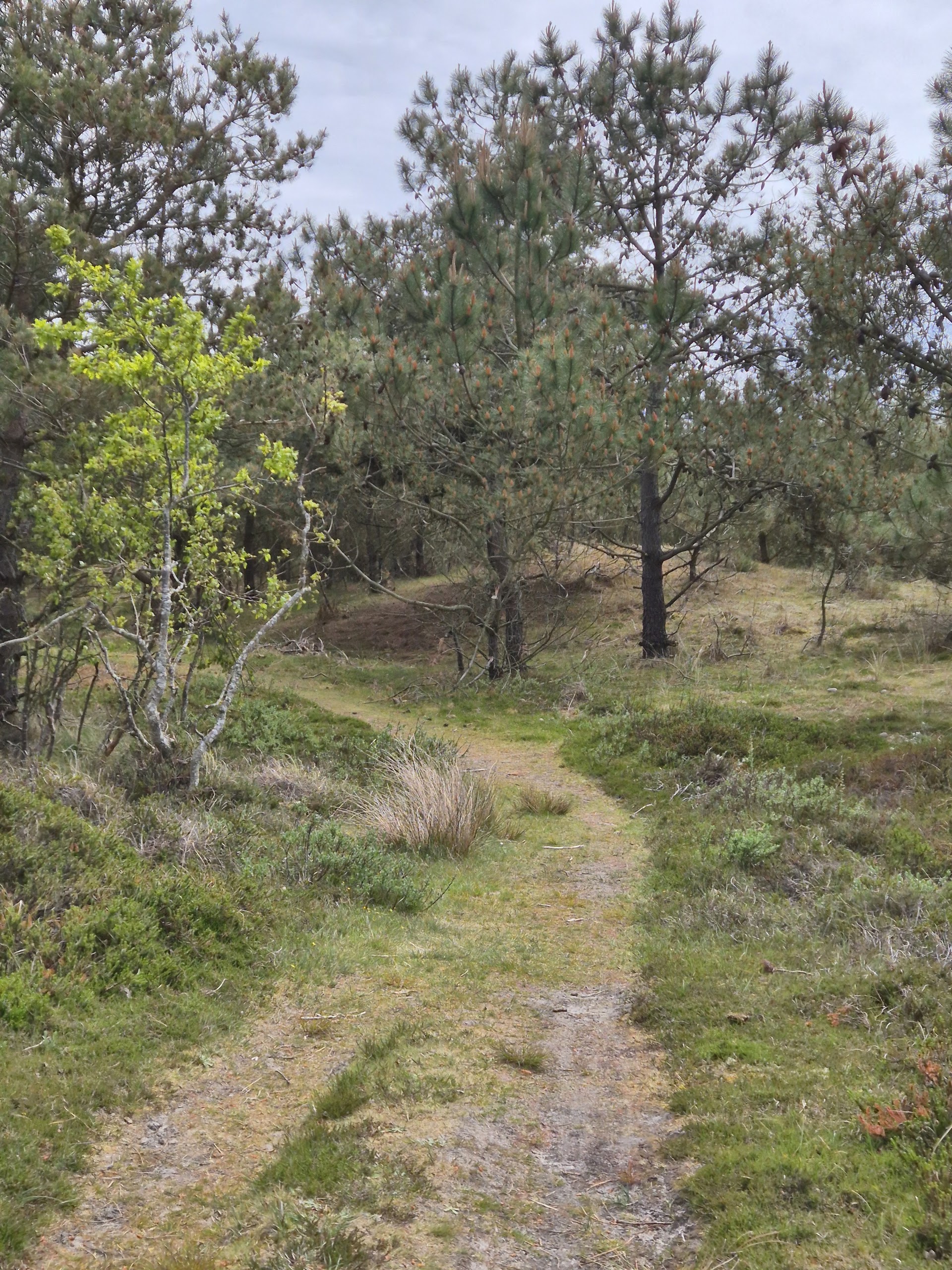 Wandelpad de lange Paal