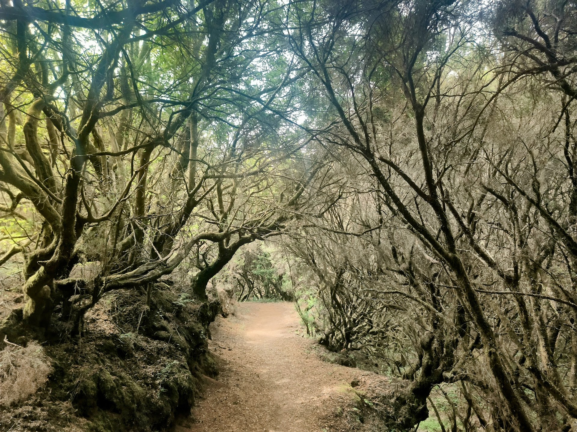 Sendero La Llanía