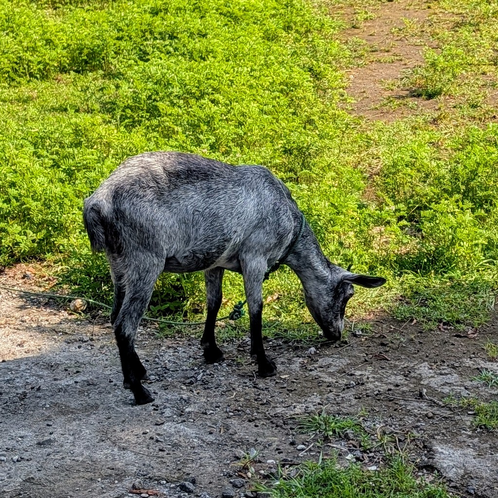 Kambing - Prettiest goat on the island