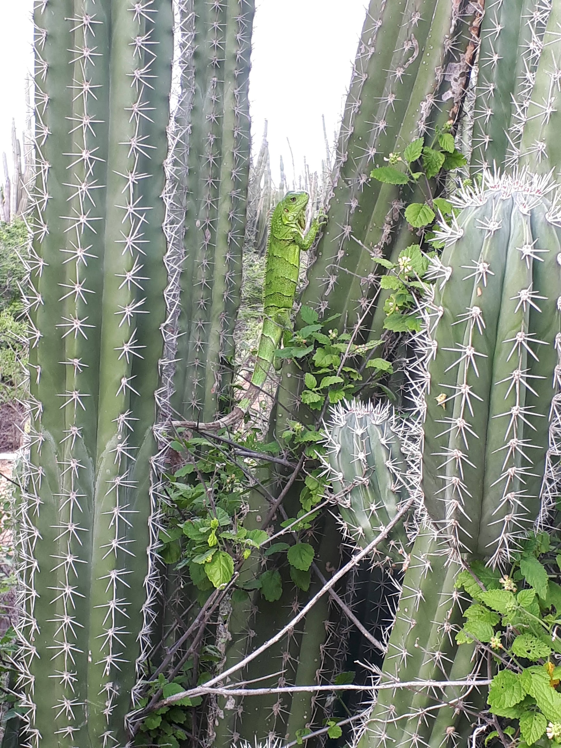 Santa Cruz