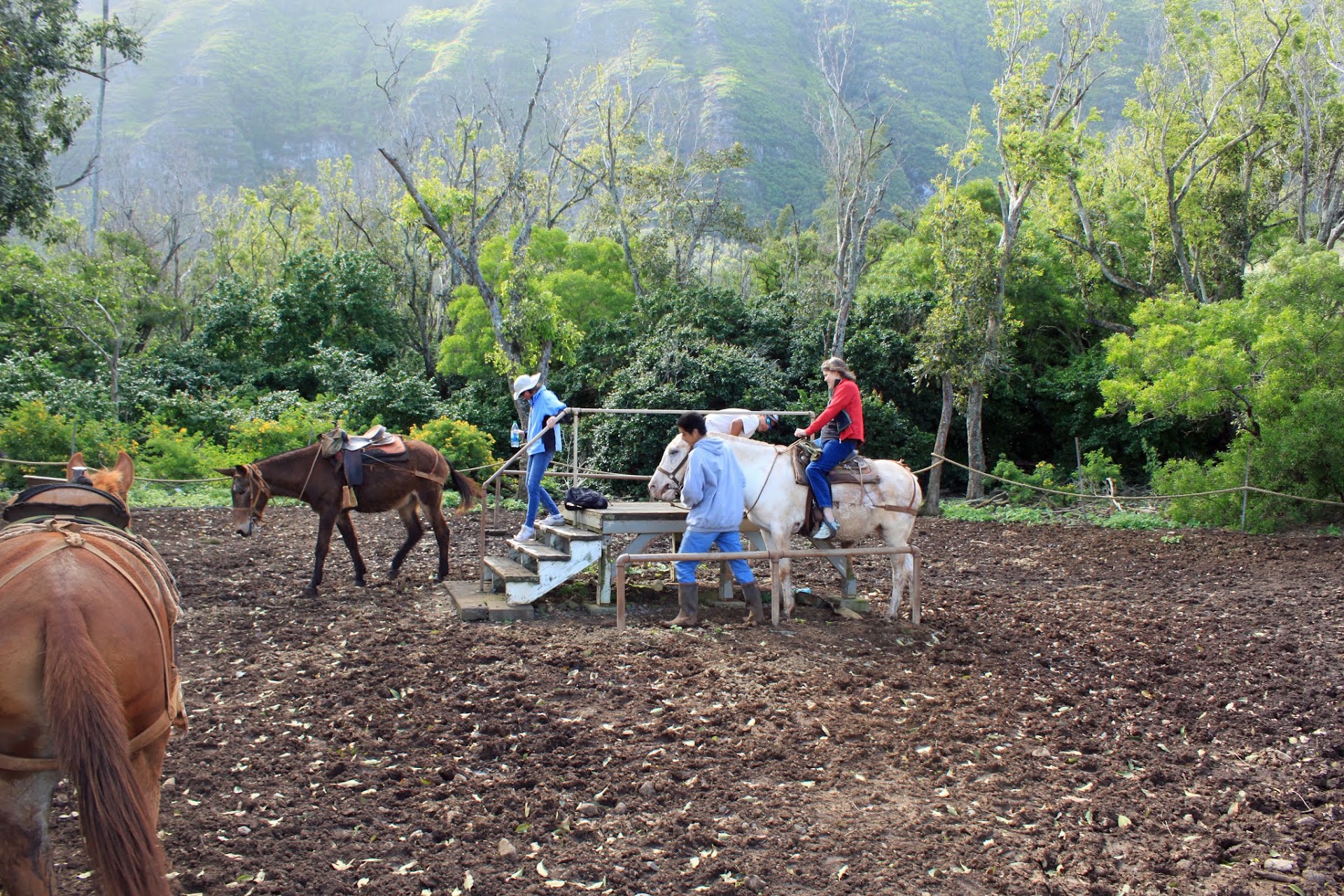 Molokai Mule Ride
