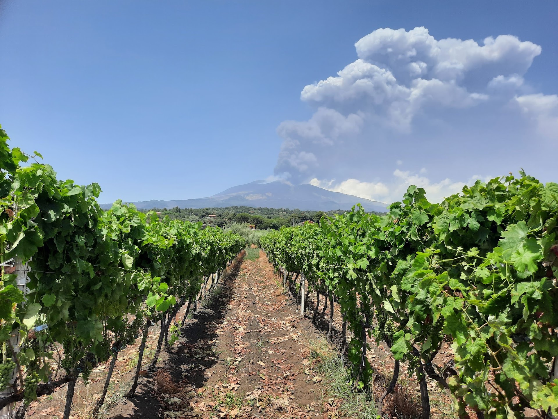 TENUTA PAPALE