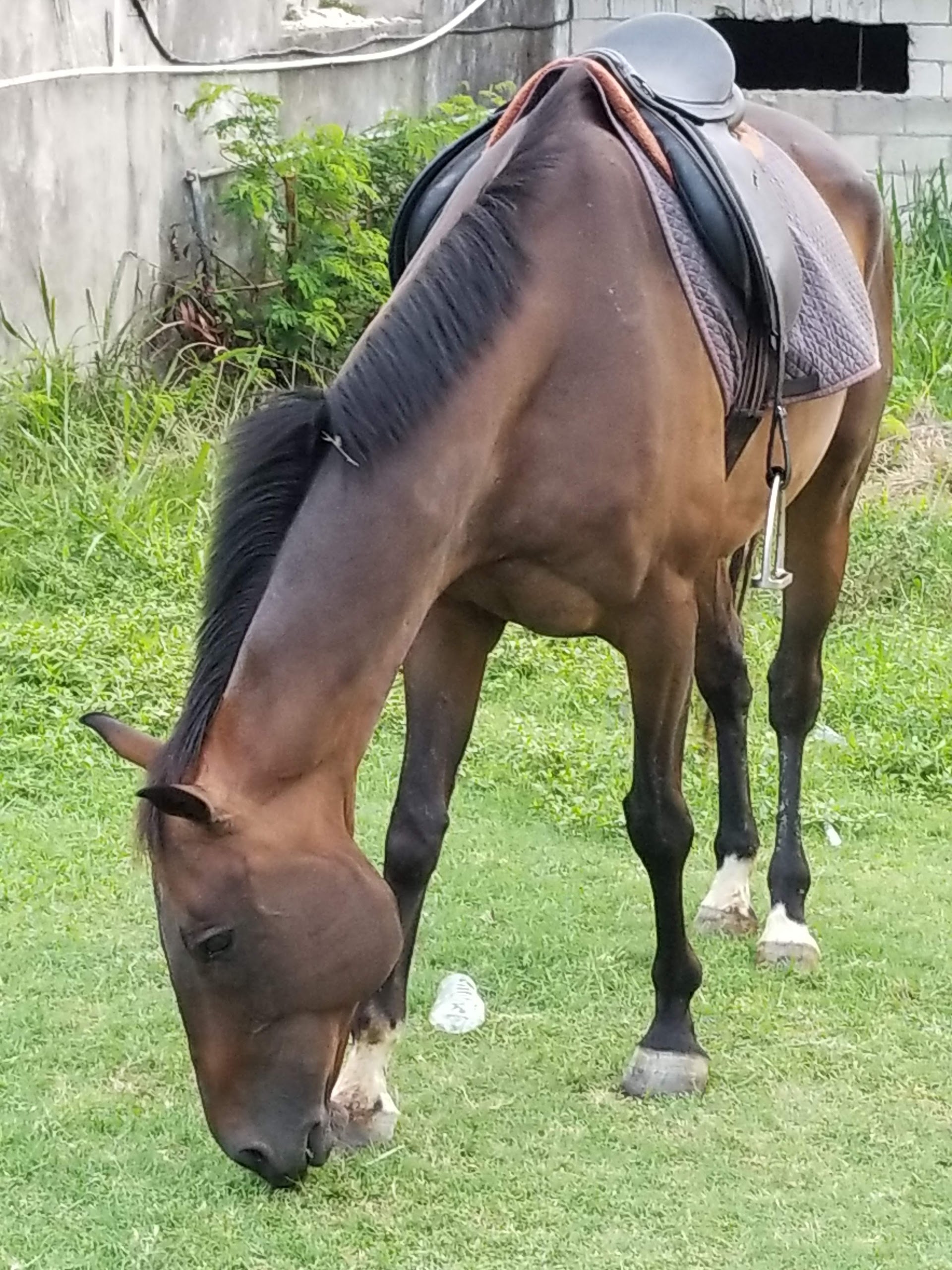 Ride Barbados