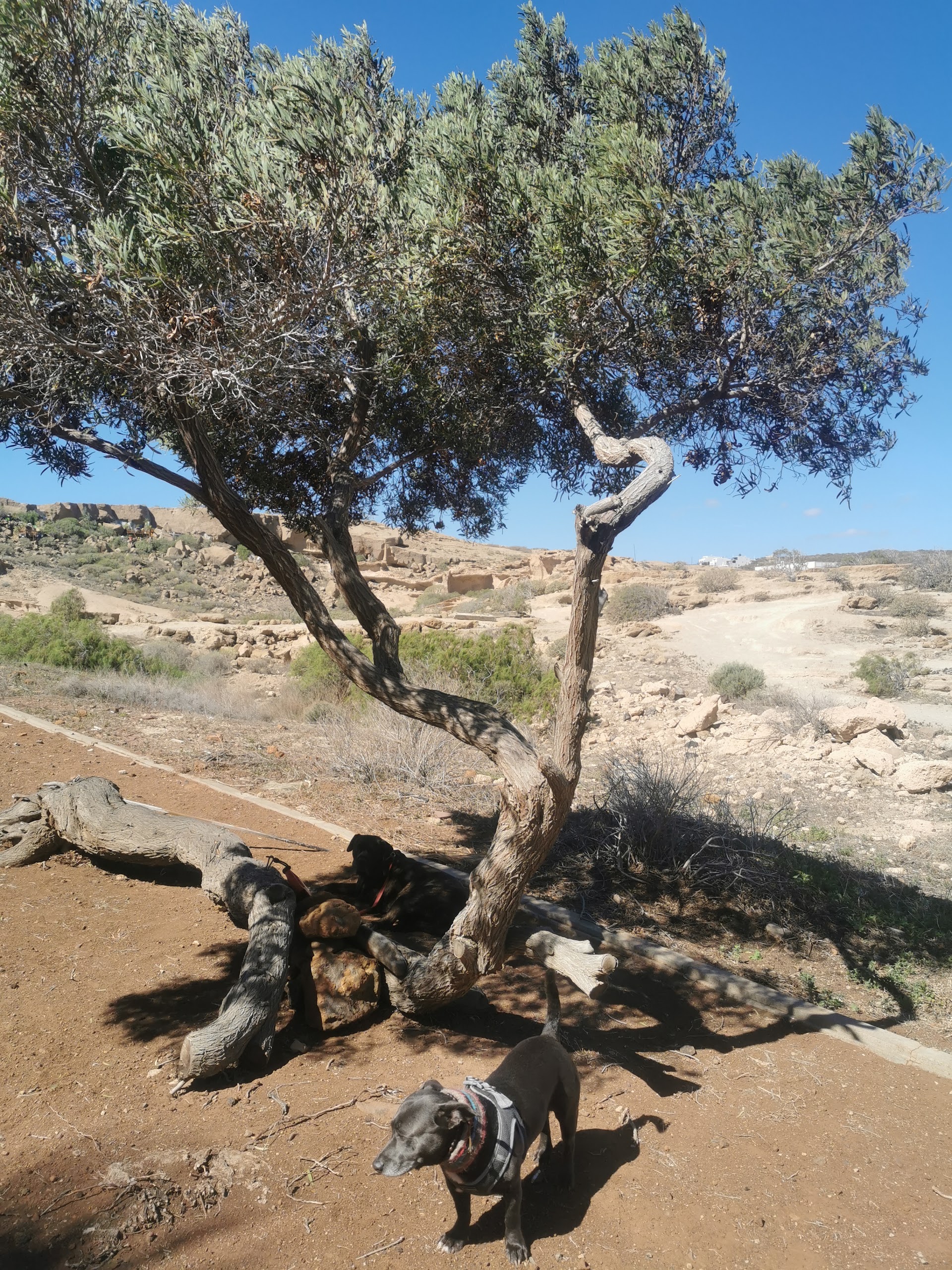 IES El Médano