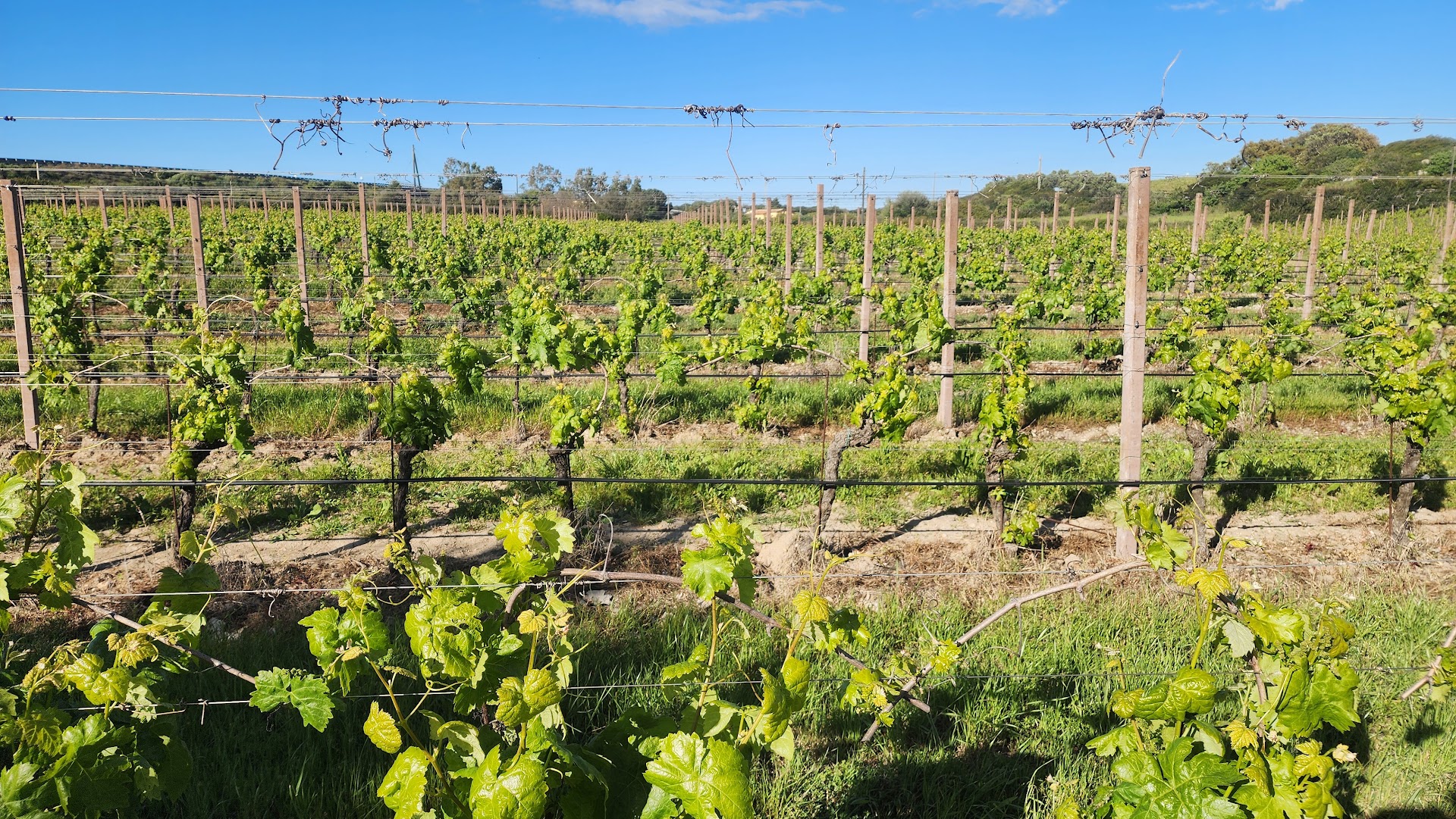 Poderi Parpinello