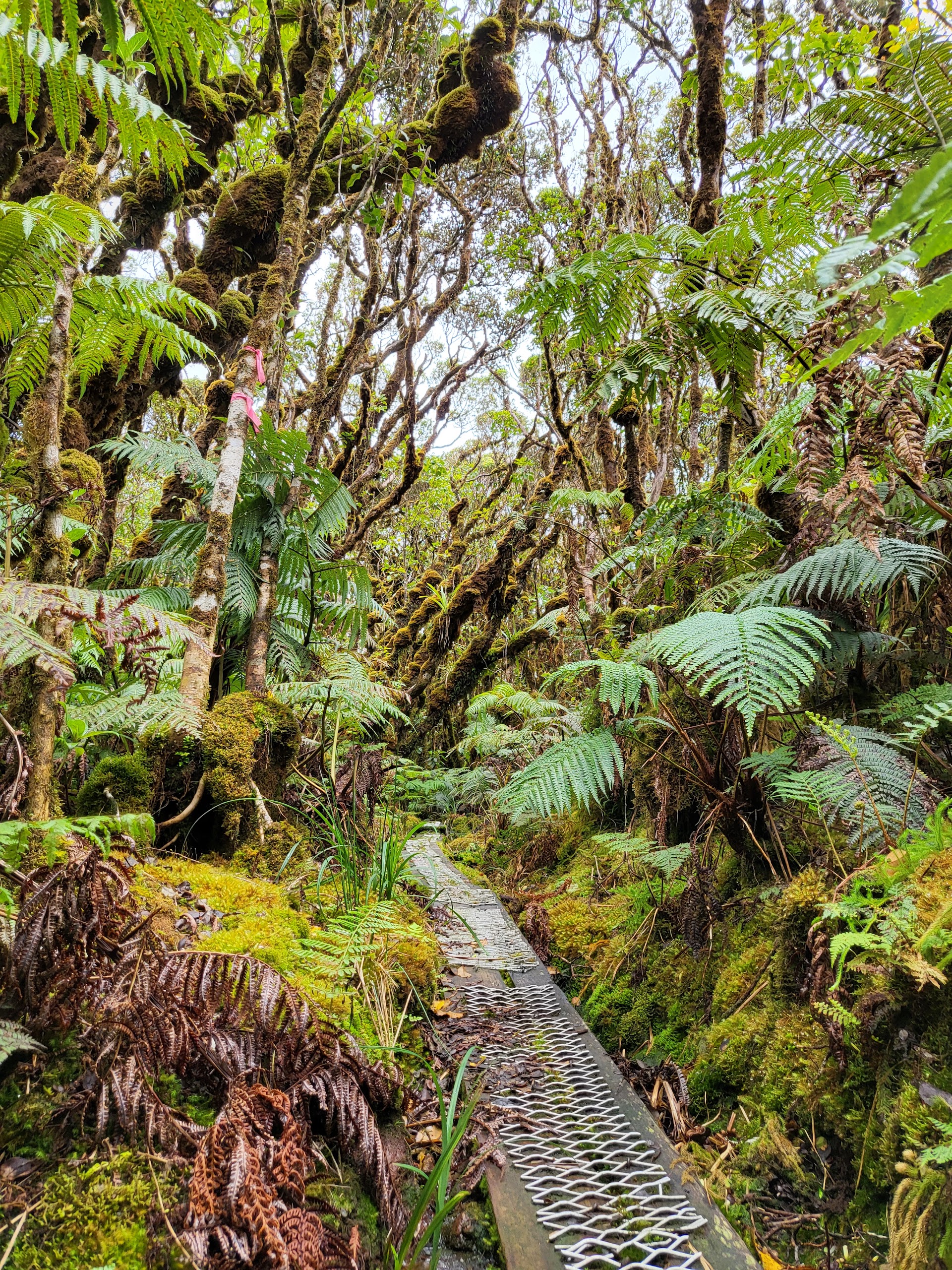 Pēpēʻōpae Bog Trailhead