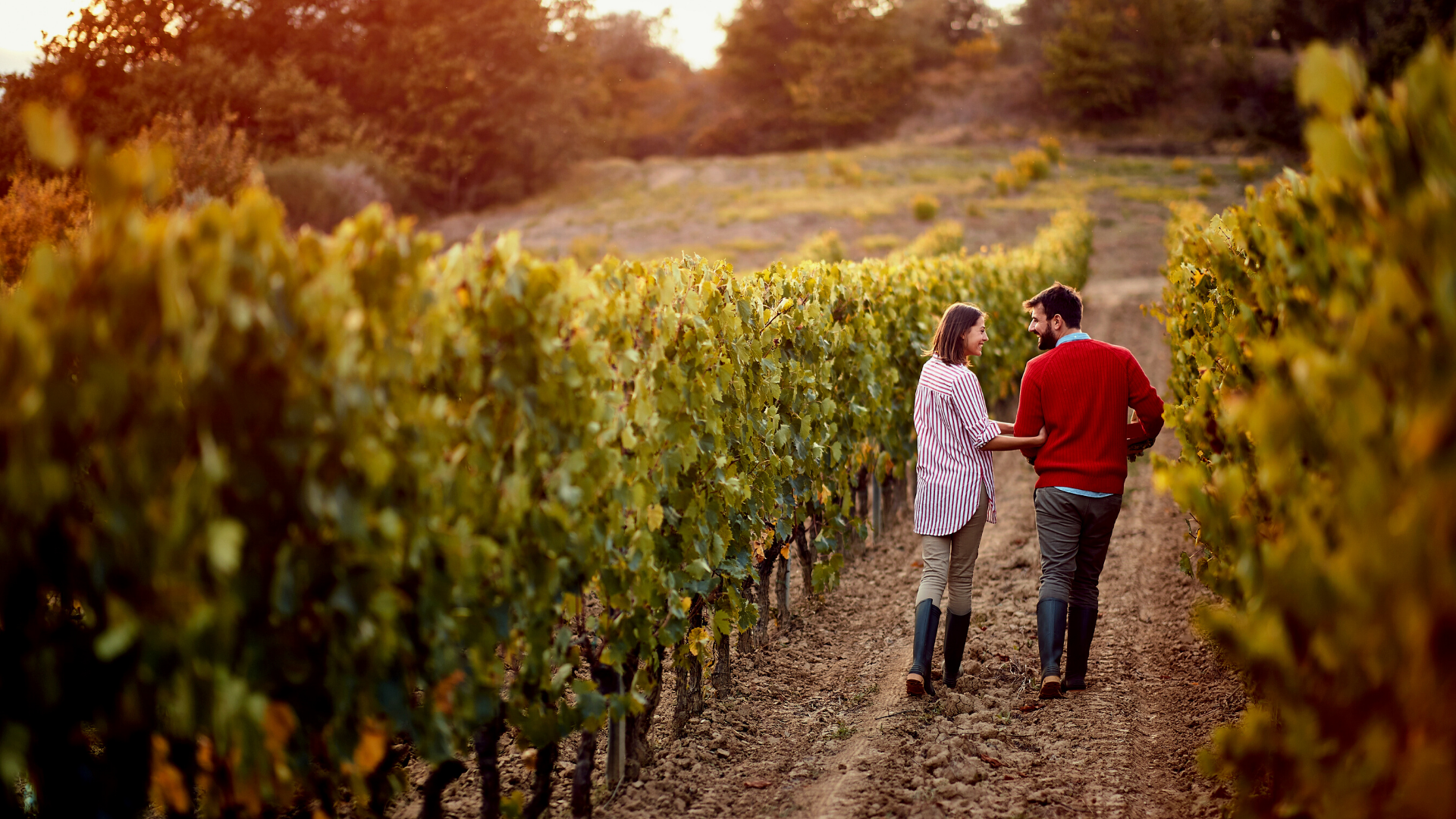 Wine Paths