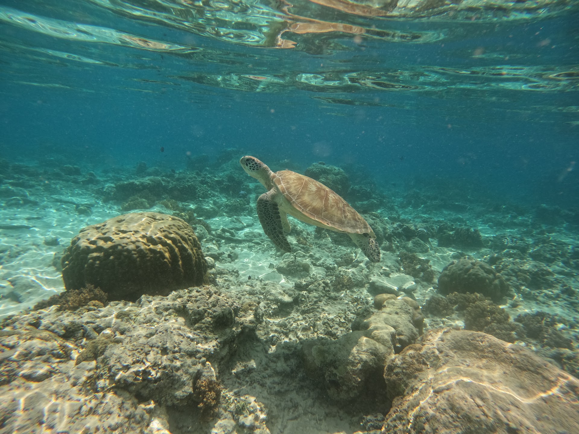 Turtle Paradise Snorkel