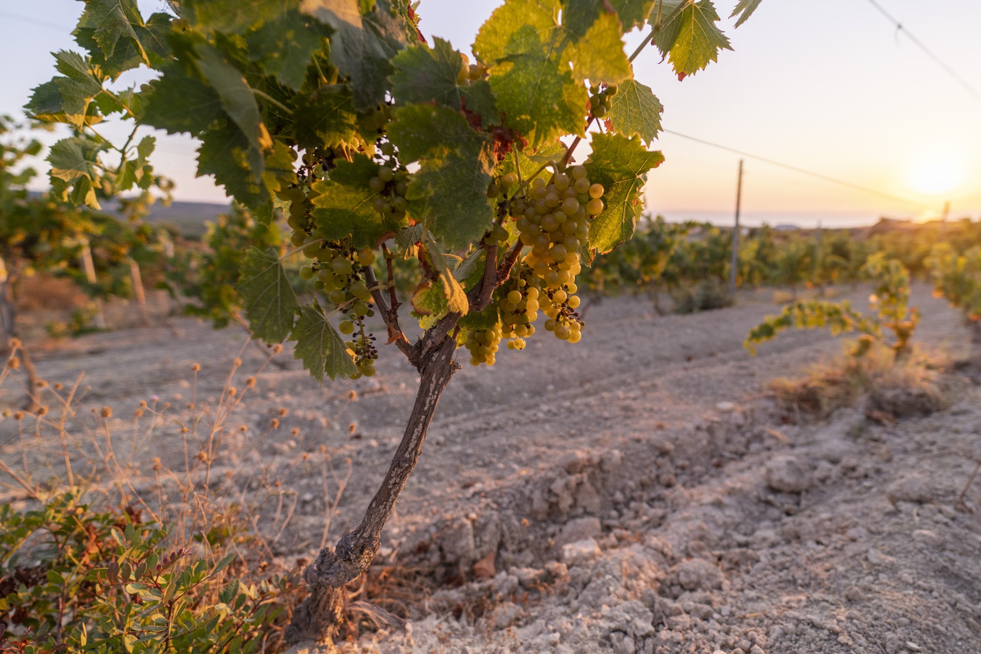 Vini TraMonti
