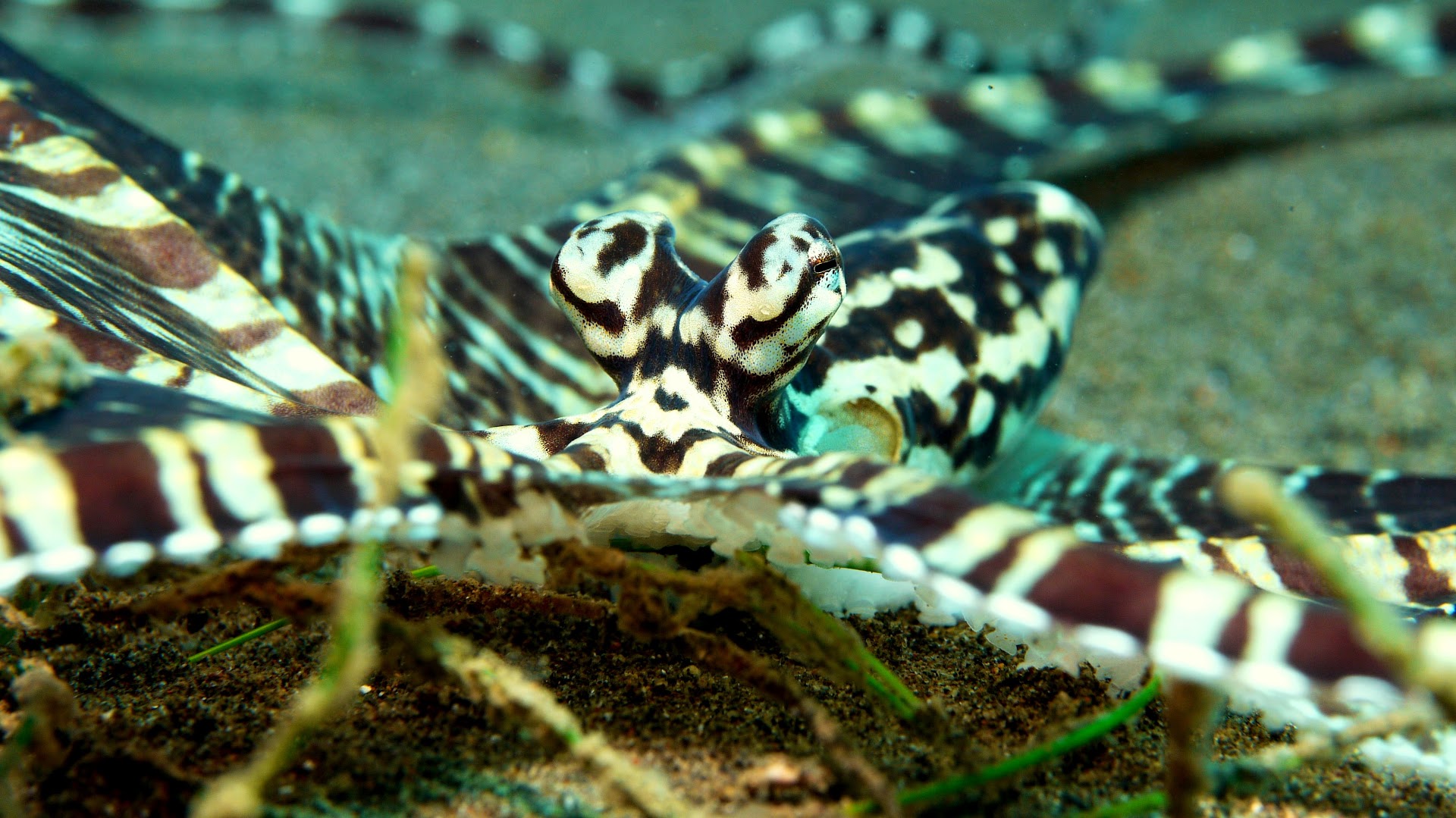 Scuba Libre Bali die deutsche Tauchschule