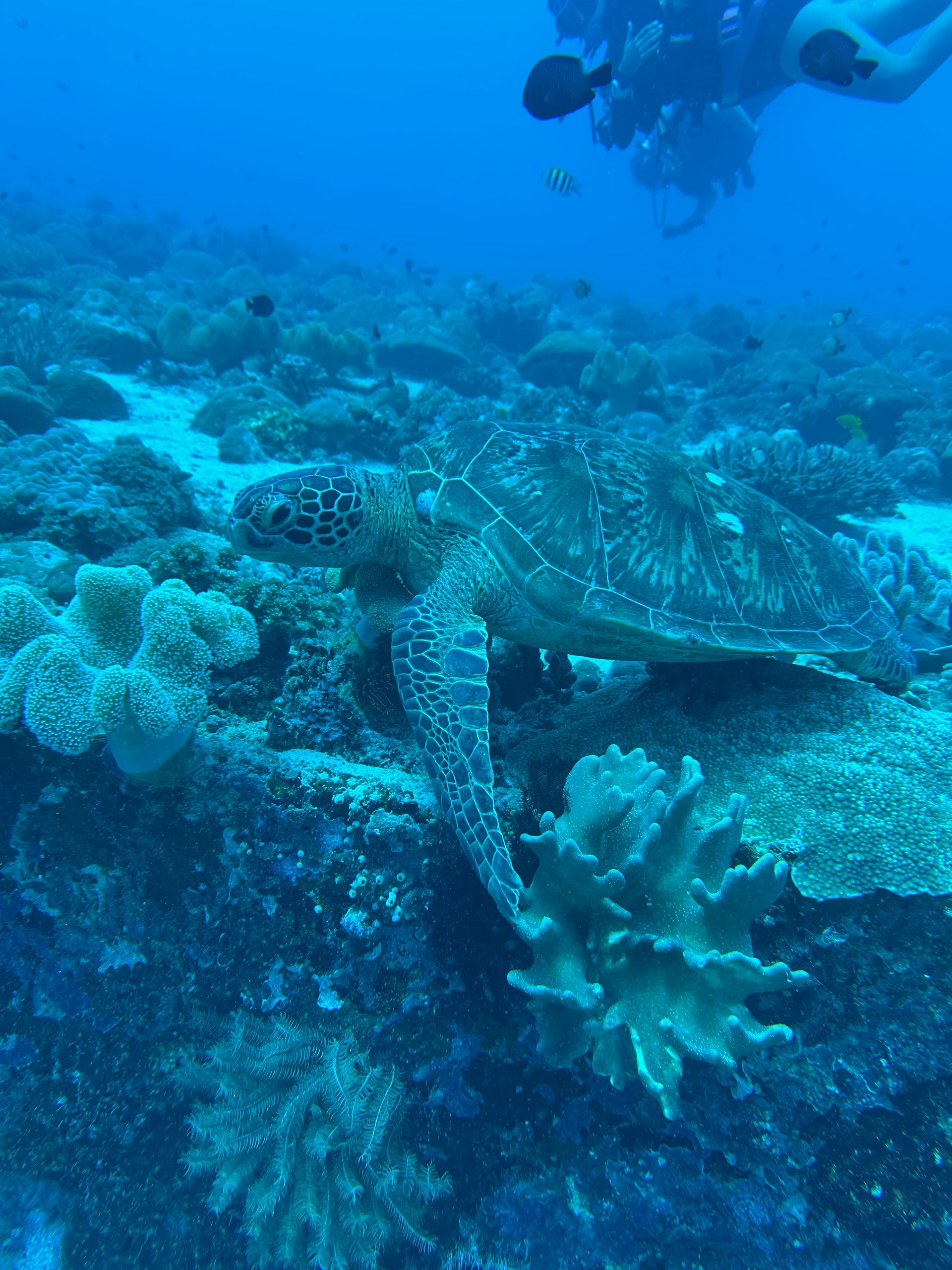 Shark Point Dive Spot