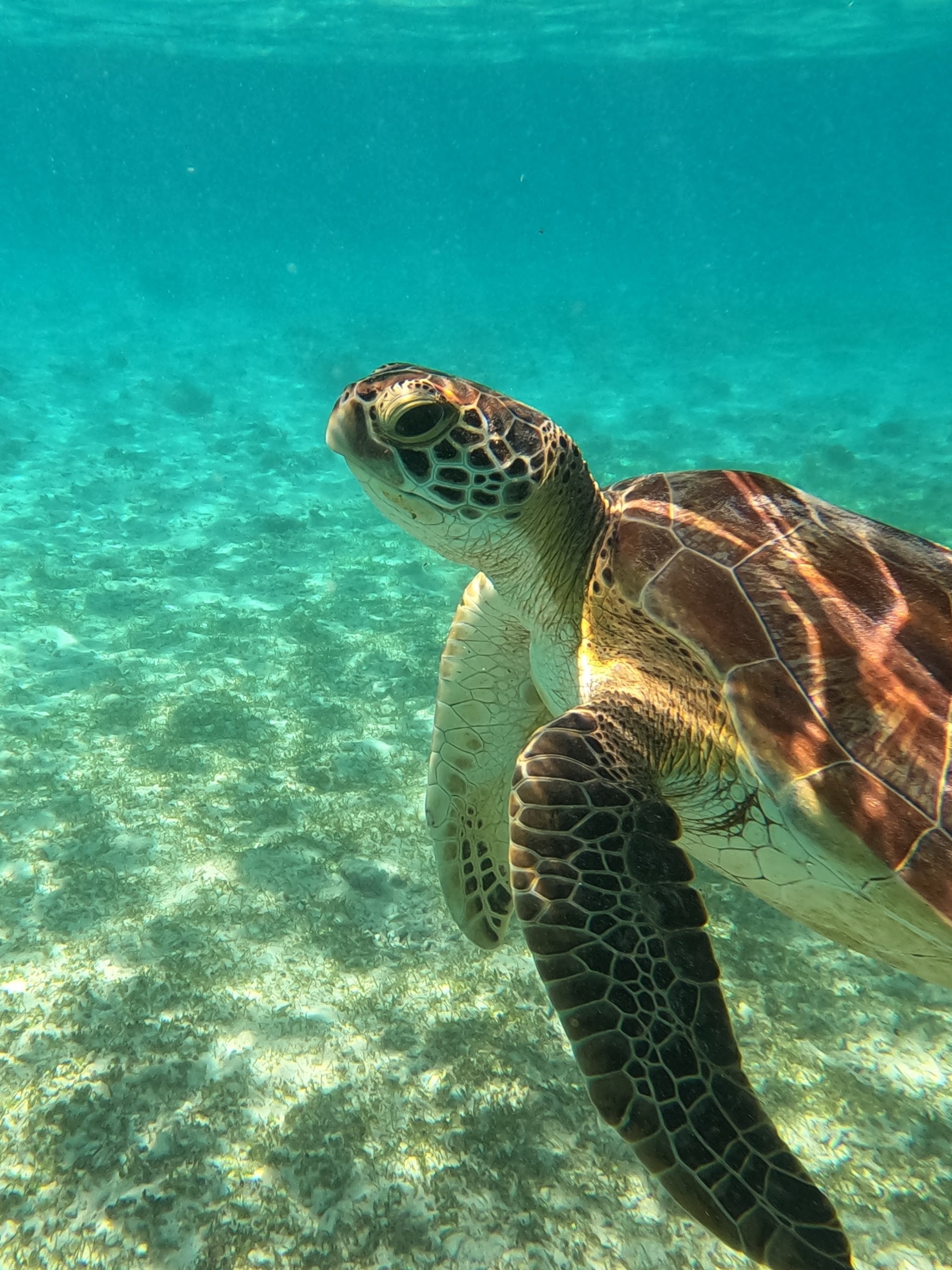 Turtle heaven