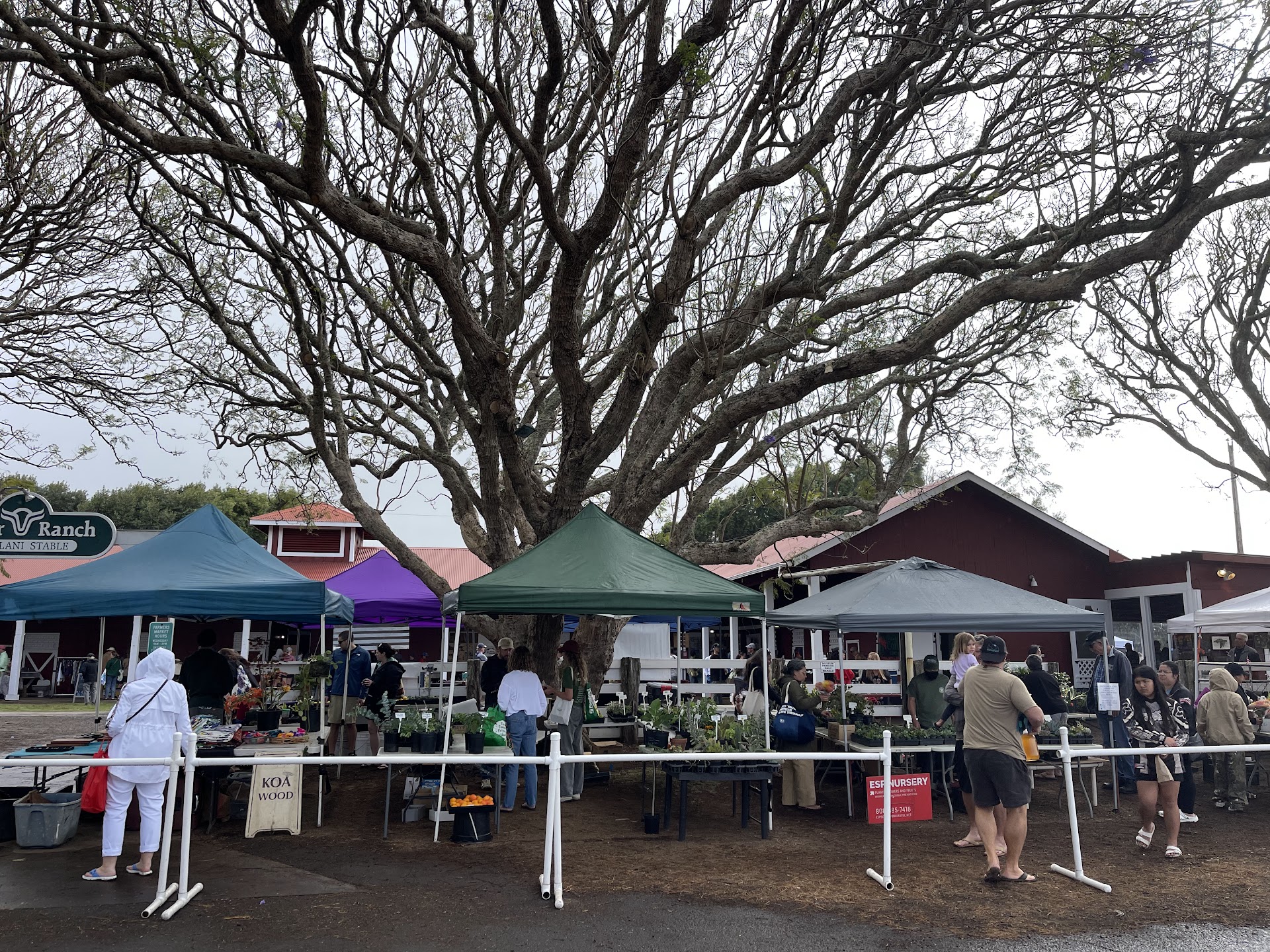 Kamuela Farmers Market
