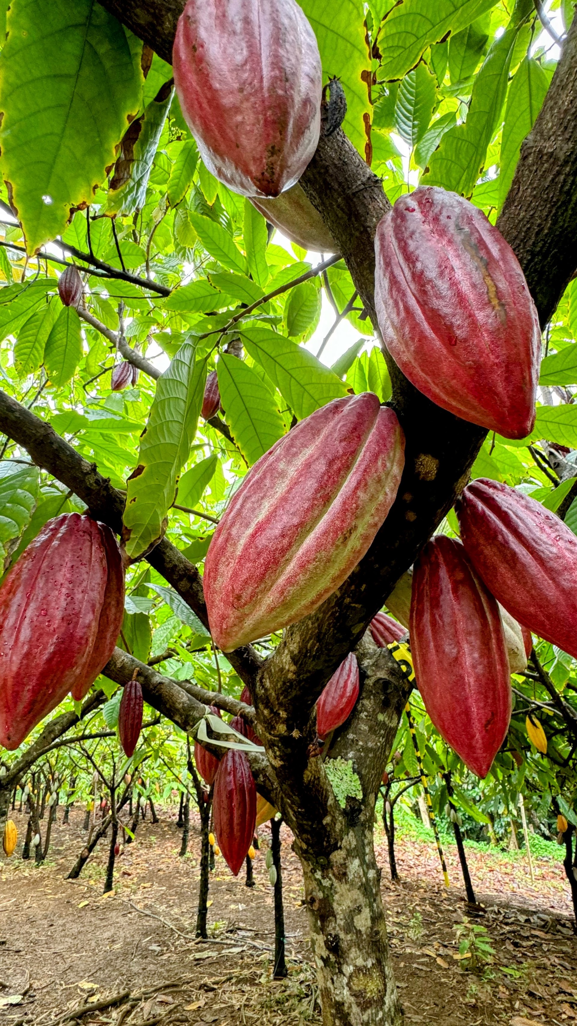Lydgate Farms Chocolate Tours