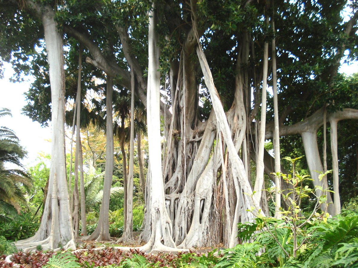 Jardín Botánico