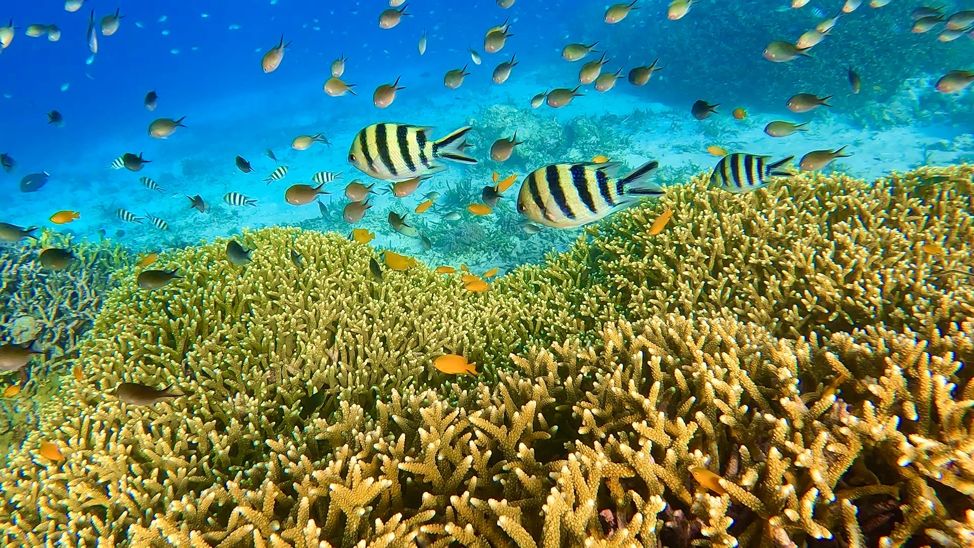 Bounty Wreck, Diving Spot