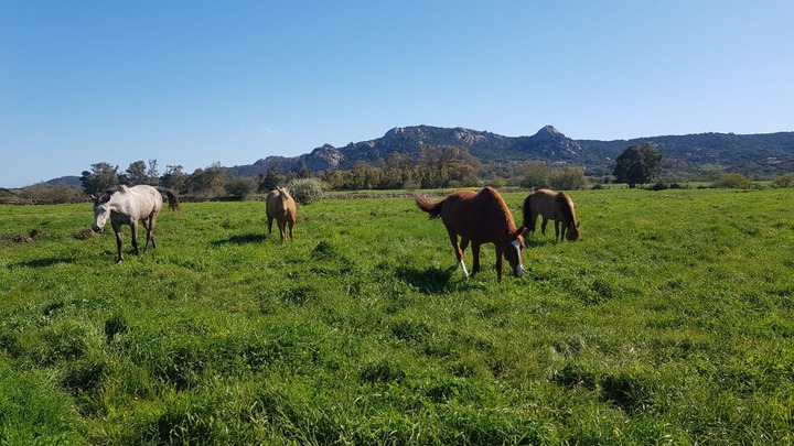 HorseRide&River