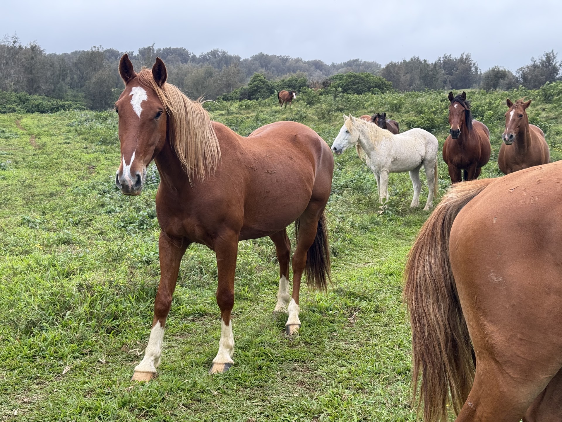 Waipio On Horseback
