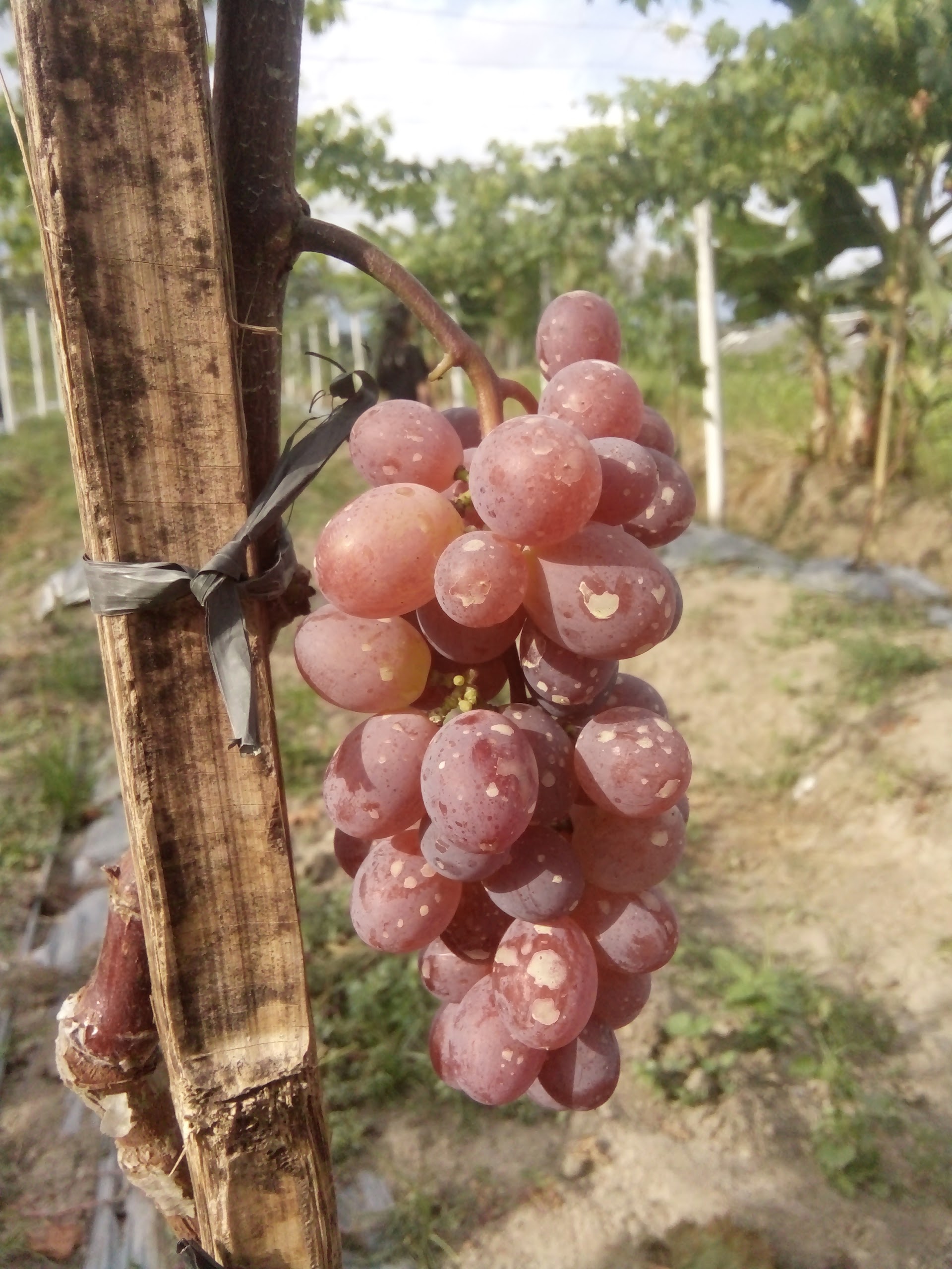 PADAMARA GRAPE
