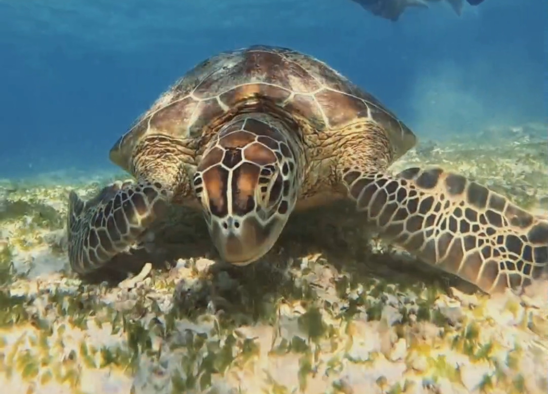 Gili experience TOUR & TRAVEL
