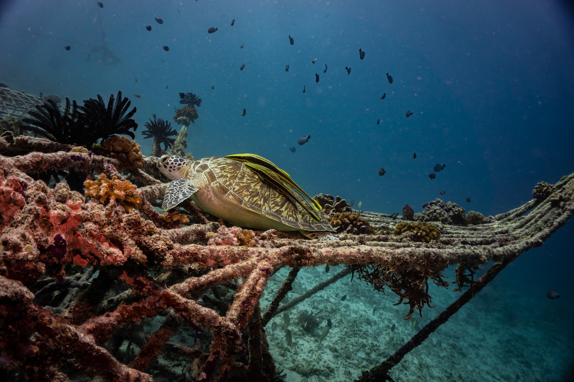 Gili Eco trust