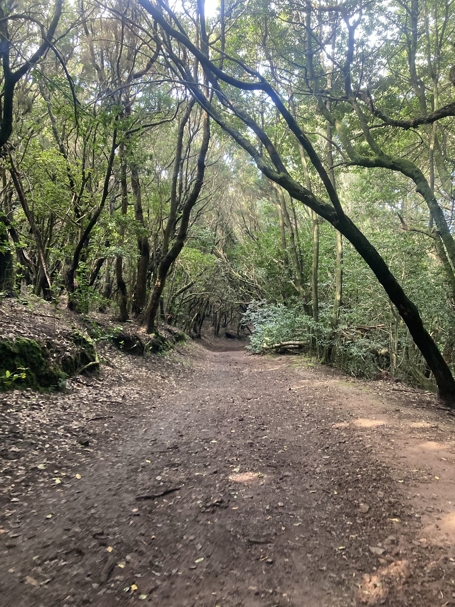 Sendero Bosque de los Enigmas